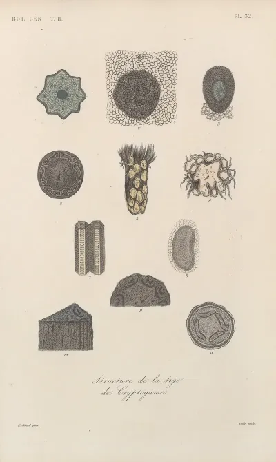 Traite De Botanique Generale Pl 083