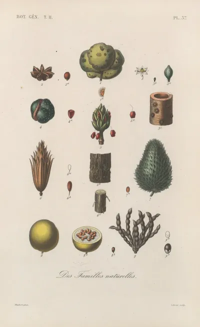 Traite De Botanique Generale Pl 088