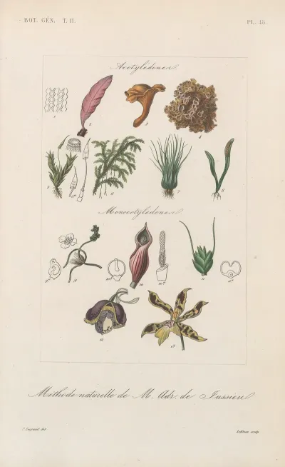 Traite De Botanique Generale Pl 099