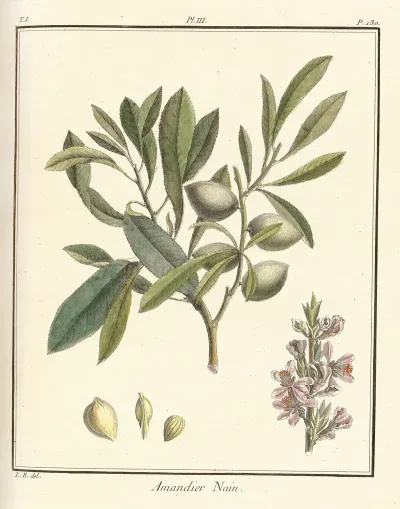 Traite Des Arbres Fruitiers Pl 03