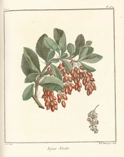 Traite Des Arbres Fruitiers Pl 11