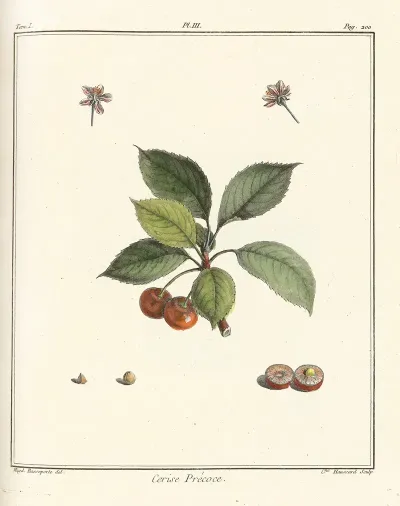 Traite Des Arbres Fruitiers Pl 14