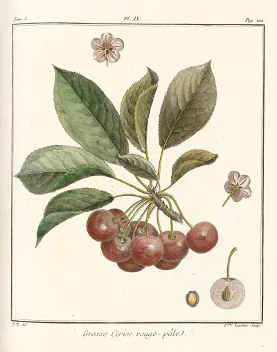 Traite Des Arbres Fruitiers Pl 20