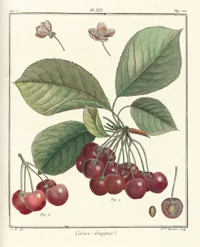 Traite Des Arbres Fruitiers Pl 27