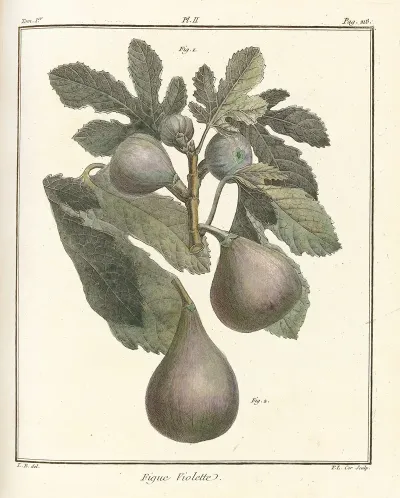 Traite Des Arbres Fruitiers Pl 30