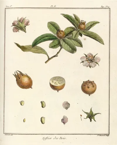 Traite Des Arbres Fruitiers Pl 57