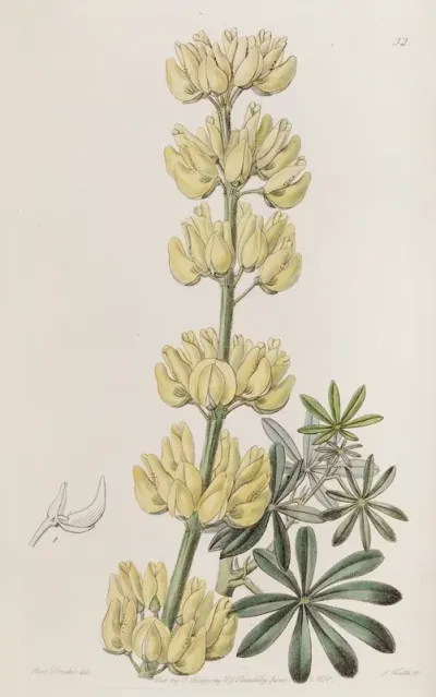 Tree Lupine