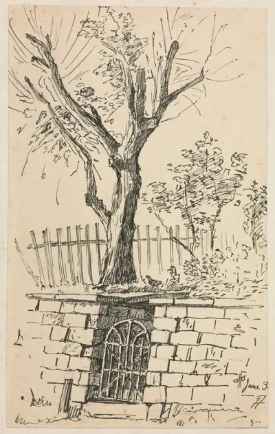 Tree On Top Of A Stone Wall Cleveland