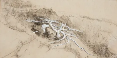 Tree Roots On A Hillside Prouts Neck