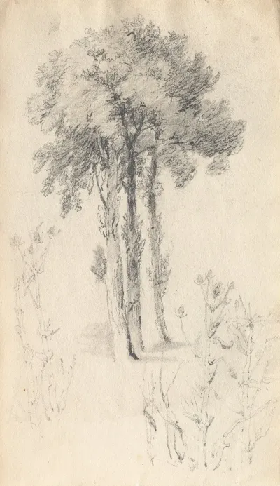 Tree Study 18