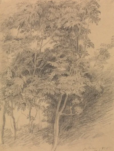 Tree Study 8
