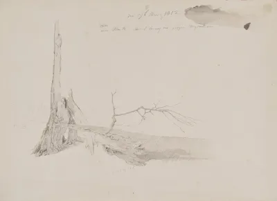 Tree Stump