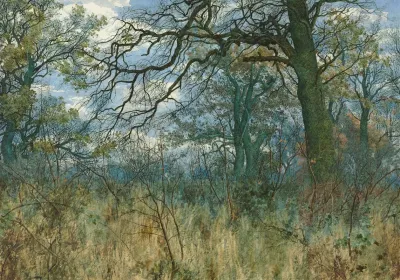 Trees And Undergrowth