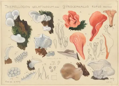 Tremellodon Gelatinosum Fries Und Gyrocephalus Rufus Brefeld