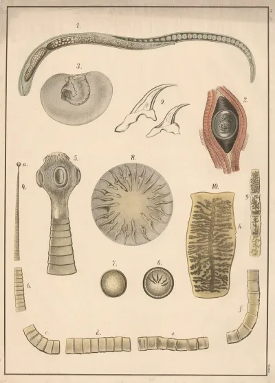 Trichinella Tapeworm And Hookworm