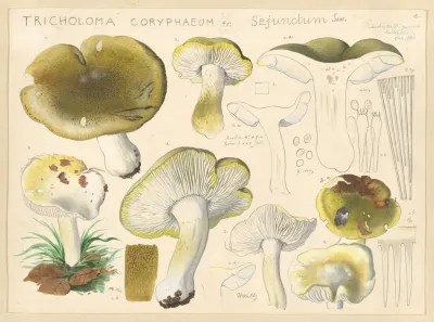 Tricholoma Coryphaeum Fr Sejunctum Sow