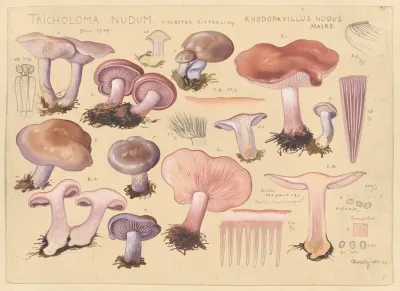 Tricholoma Nudum Bull 1789 Rhodopaxillus Nudus Maire