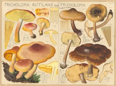Tricholoma Rutilans Tricholoma Cognatum