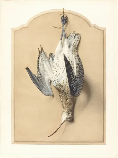 Trompe Loeil A Curlew Hanging From A Nail