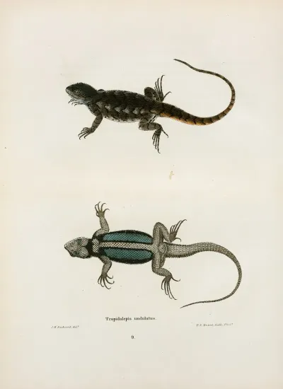Tropidolepis Undulatus