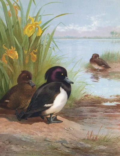 Tufted Duck