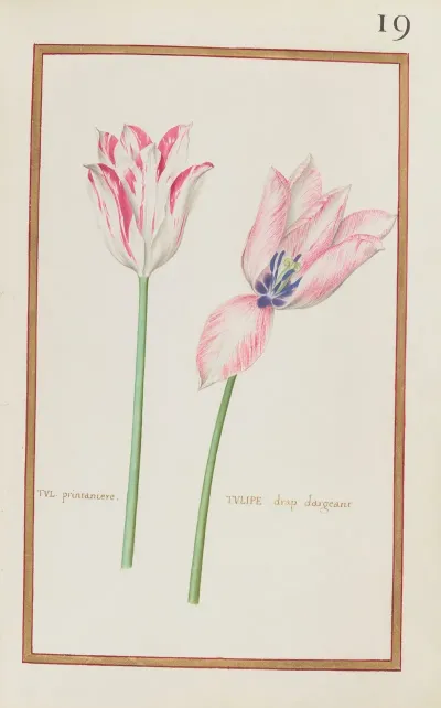 Tul Printaniere Tulipe Drap Dargeant