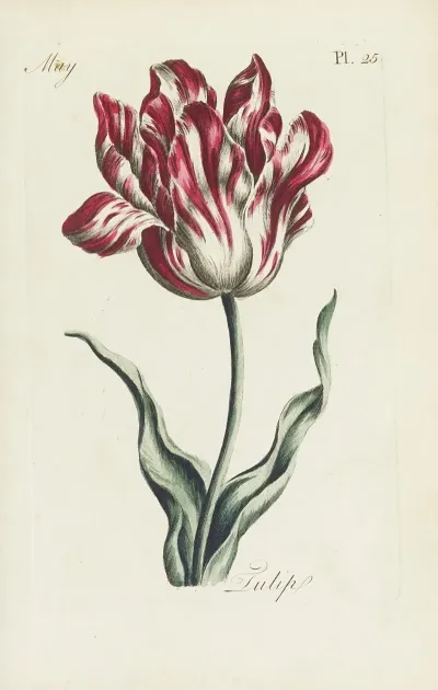 Tulip 2
