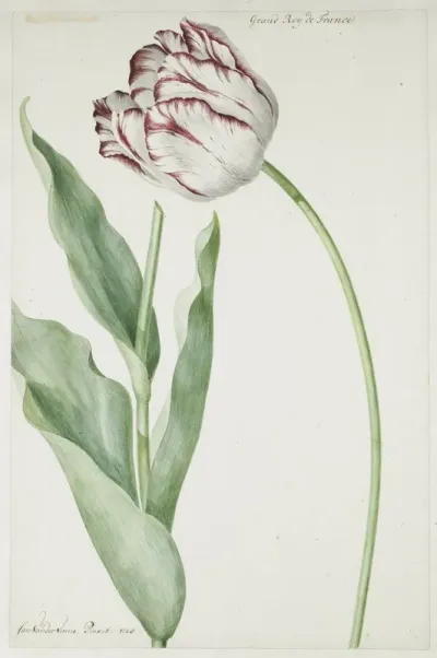 Tulip Grand Roy De France