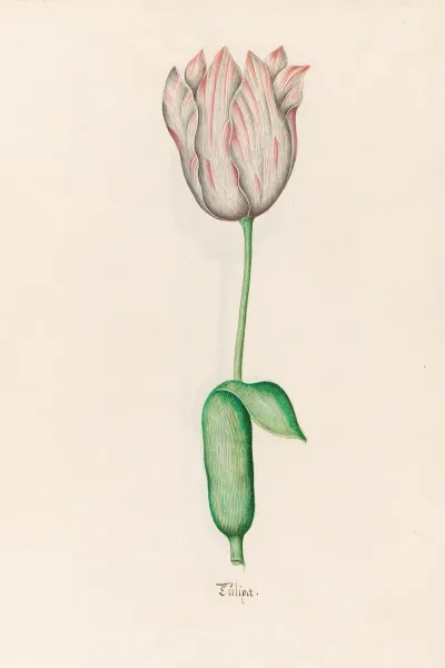 Tulipa 14