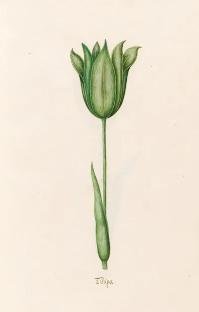 Tulipa 8