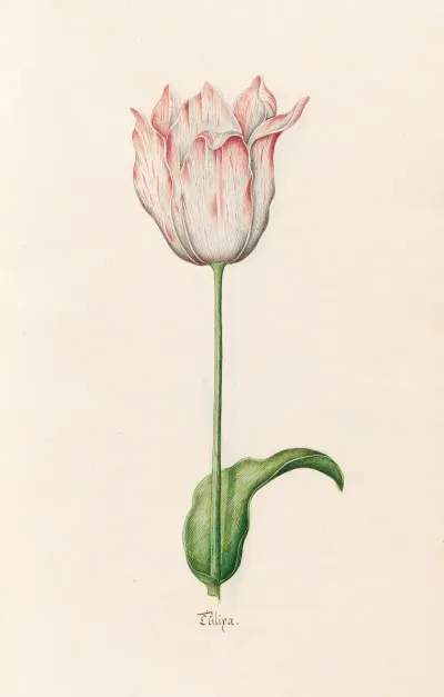 Tulipa 9