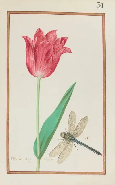 Tulipe Drap Dargeant