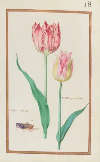 Tulipe Variee Tulipe Printaniere