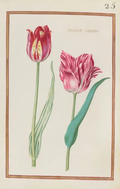 Tulipes Variees 2