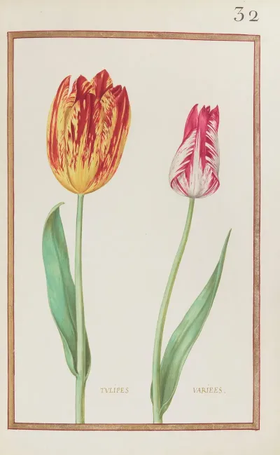 Tulipes Variees 3