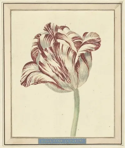 Tulp Met De Naam Bisar Kardinaal De Fleuri
