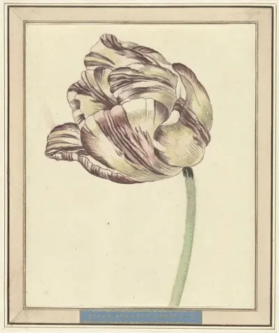 Tulp Met De Naam Bisar Staaten Generaal