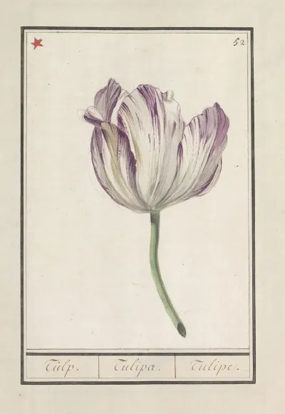Tulp Tulipa 14
