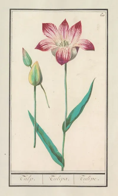 Tulp Tulipa 21