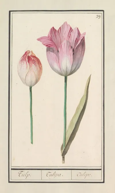 Tulp Tulipa 29