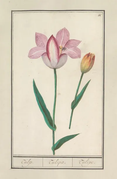Tulp Tulipa 30