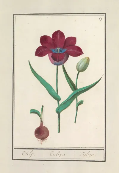 Tulp Tulipa 35