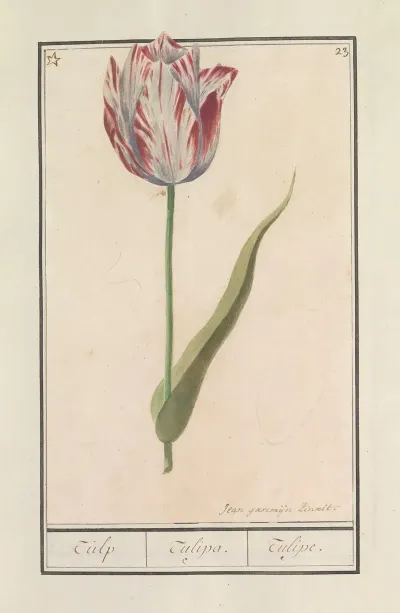 Tulp Tulipa 41