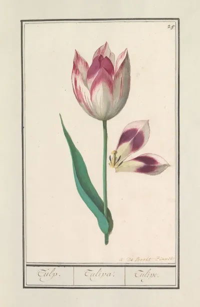 Tulp Tulipa