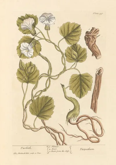 Turbith