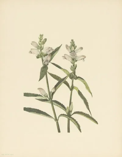 Turtlehead Chelone Glabra 4