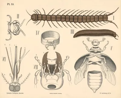 Tusindben Og Insekter