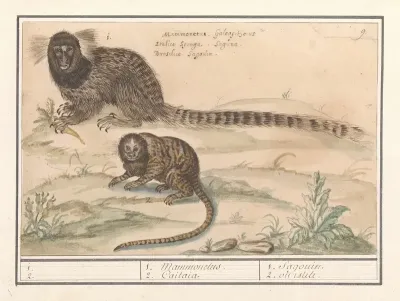 Twee Gewone Penseelapen Callithrix Jacchus 1 2 1 Mammonelus 2 Caitaia