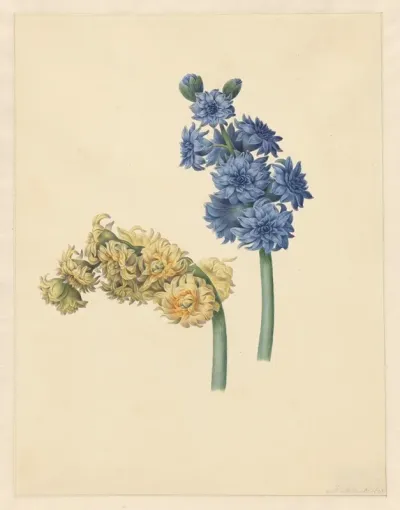 Twee Hyacinten 2