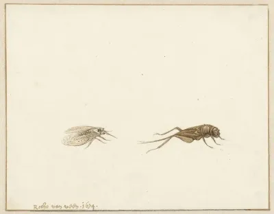 Twee Insecten 2